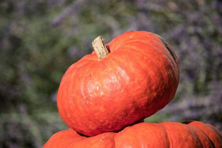 Fermentation and Food Security: Empowering Communities to Cultivate and Preserve Their Own Food